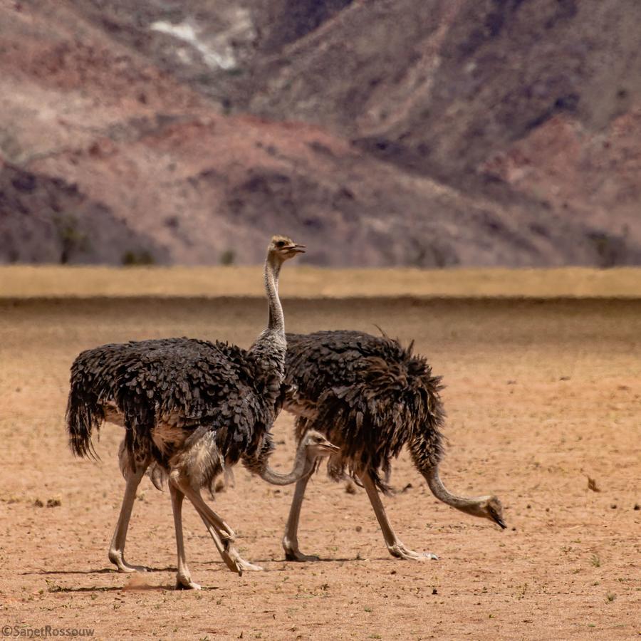 Greenfire Desert Lodge Maltahohe Dış mekan fotoğraf